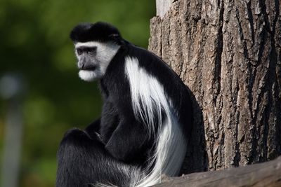 Black and white colobus monkey sitting by tree trunk in zoo