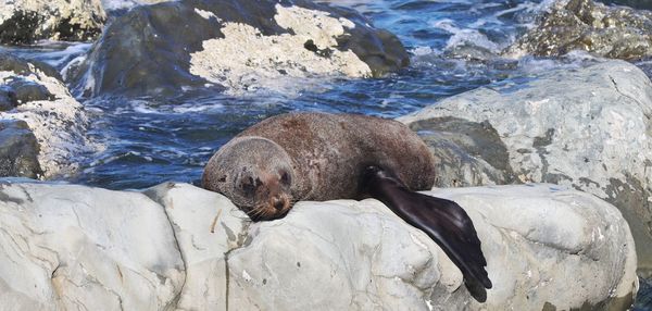 High angle view of sea lion