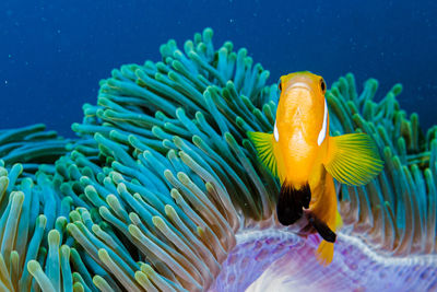 Close-up of anemone fish swimming in sea