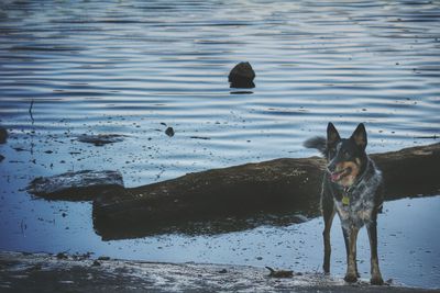 Dog swimming on beach