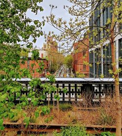 Trees and buildings in city