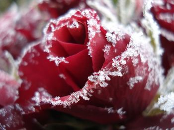 Close-up of snow on plant