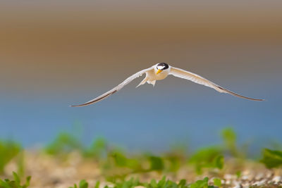 Close-up of bird flying against sky