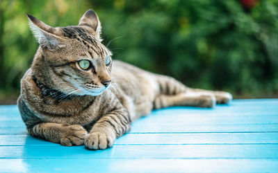 Close-up of tabby cat sitting on table against plants outdoors