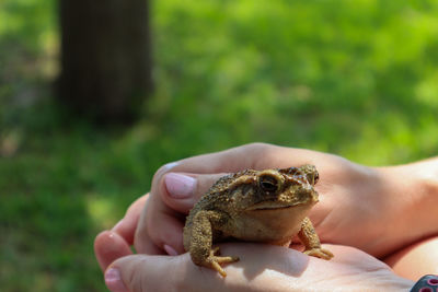 A close up of a toad gently being held.