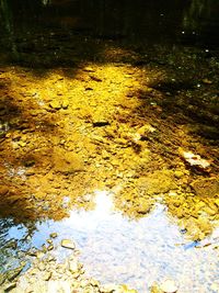 Reflection of trees in water