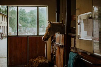 Horse standing in abandoned house