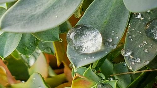 High angle view of raindrops on plant