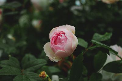 Close-up of pink rose blooming outdoors