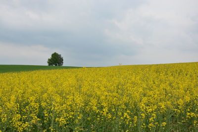 Scenic view of oilseed rape field against sky