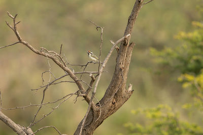 View of bird perching on branch