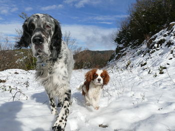 Dogs just wanna have fun in the snow - two active purebred dogs at wintertime