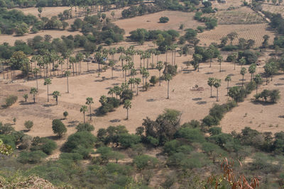 Panoramic view of trees in desert