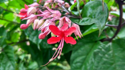 Close-up of pink flower blooming outdoors