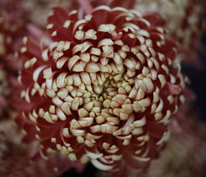 Full frame shot of white rose