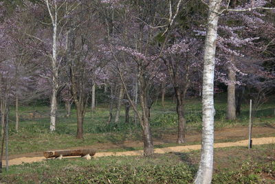 Trees on field in forest