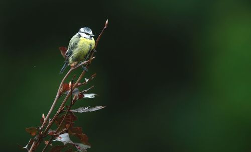 Close-up of bird perching on plant