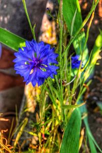 Close-up of purple flowering plant on field