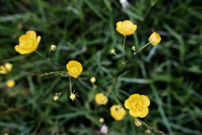 Close-up of yellow flowering plant on field