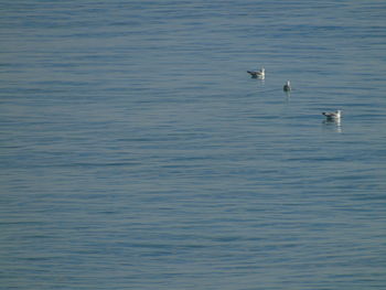 Seagull flying over lake