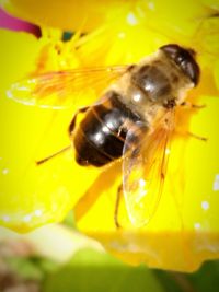 Close-up of bee on yellow flower