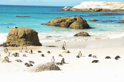 Beach scenery of penguins