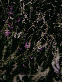 Close-up of purple flowering plants