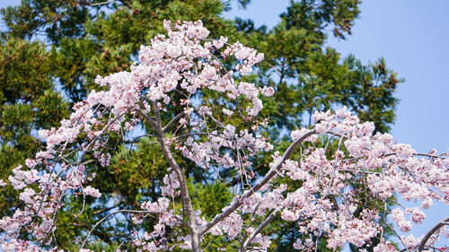 Low angle view of cherry blossoms against sky