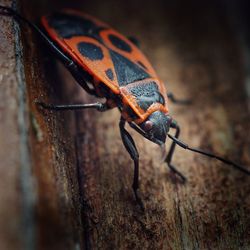 Close-up of insect on wood