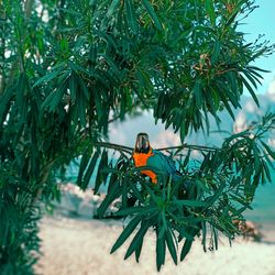 Bird perching on a tree
