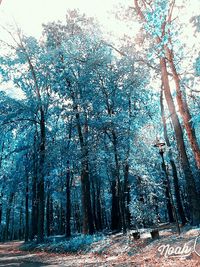 Low angle view of trees on field against sky