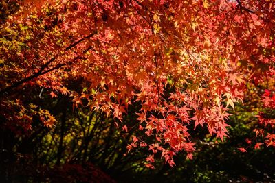 Close-up of red flowering tree during autumn