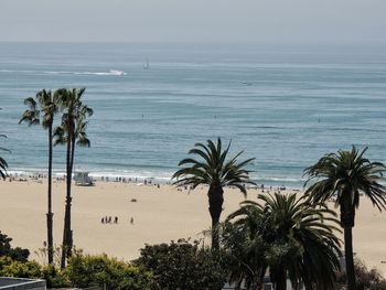 Palm trees on beach against clear sky