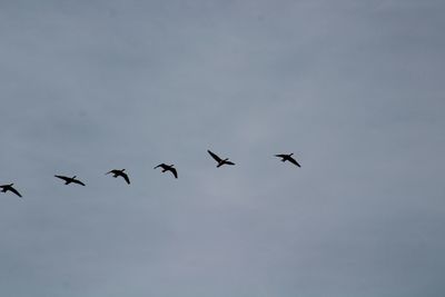 Low angle view of birds flying in sky