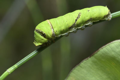 Close-up of snail on plant