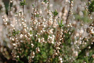 Close-up of flowering plant