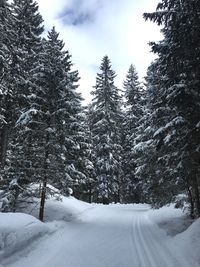 Trees on snow covered landscape