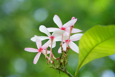 Close-up of white flowering plant