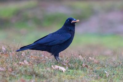 Close-up of bird on field