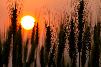 Close-up of stalks against sunset