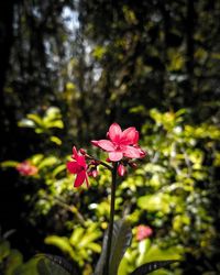 Close-up of pink flowers blooming outdoors