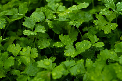 Full frame shot of wet leaves