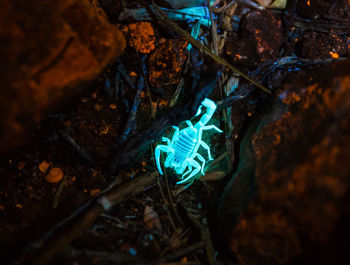 High angle view of crab on rock