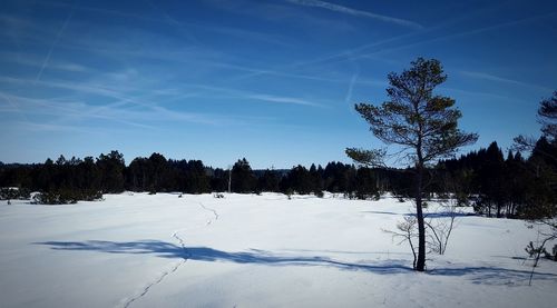 Trees on snow covered landscape against sky