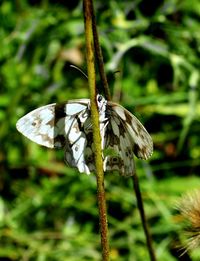 Close-up of butterfly on plant