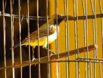 View of bird in cage