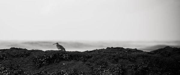 Bird on a rock