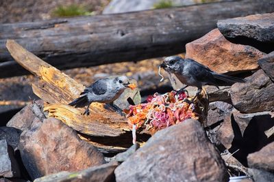 Gray jay perisoreus canadensis bird widespread coniferous forests of north america stealing food