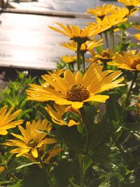 Close-up of yellow flowers blooming outdoors