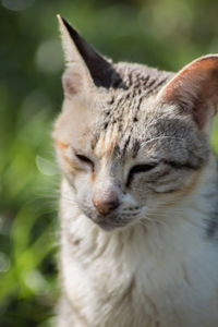 Close-up of cat